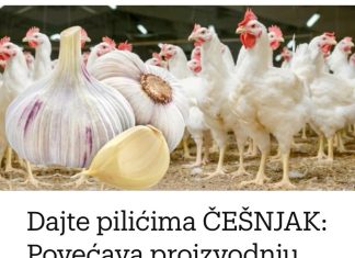 Hranite piliće ČEŠNJAKOM: Pospješuje proizvodnju JAJA i ubrzava njihov rast!