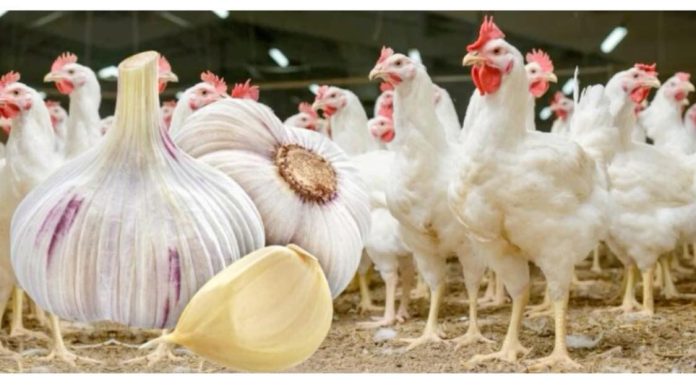 Hranite piliće ČEŠNJAKOM: Pospješuje proizvodnju JAJA i ubrzava njihov rast!