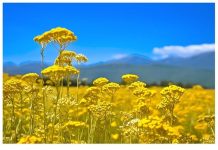 NEVEROVATNA FLORA: Pronađena u Srbiji, ova biljka je večna, a litar košta 18.000 evra.