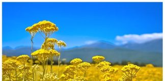 NEVEROVATNA FLORA: Pronađena u Srbiji, ova biljka je večna, a litar košta 18.000 evra.