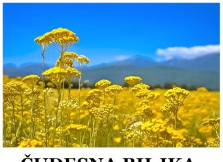 NEVEROVATNA FLORA: Pronađena u Srbiji, ova biljka je večna, a litar košta 18.000 evra.