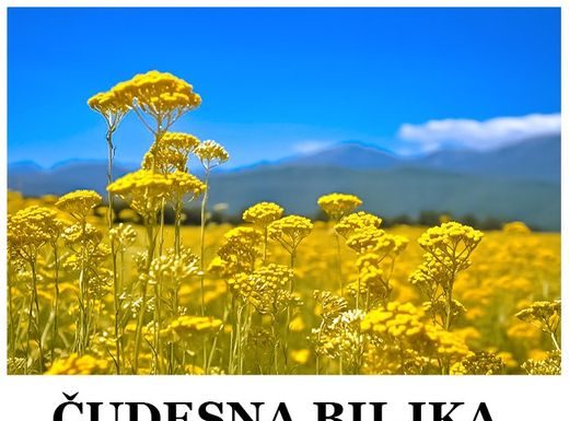 NEVEROVATNA FLORA: Pronađena u Srbiji, ova biljka je večna, a litar košta 18.000 evra.