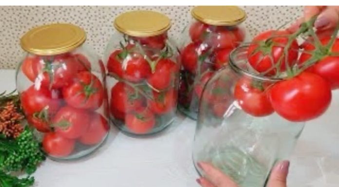 Čupam paradajz i traje kao SVJEŽ do 2 godine: Bez vode, soli ili sirćeta – malo ljudi poznaje ovu metodu!