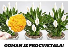 ODMAH JE PROCVJETALA! 1 kašičica za svaki kućni cvijet i bujno cvjetanje je zagarantovano!