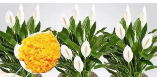 ODMAH JE PROCVJETALA! 1 kašičica za svaki kućni cvijet i bujno cvjetanje je zagarantovano!