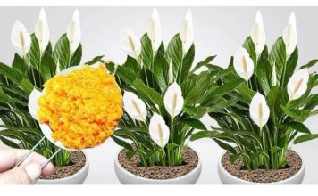 ODMAH JE PROCVJETALA! 1 kašičica za svaki kućni cvijet i bujno cvjetanje je zagarantovano!