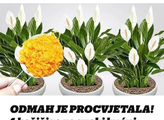 ODMAH JE PROCVJETALA! 1 kašičica za svaki kućni cvijet i bujno cvjetanje je zagarantovano!