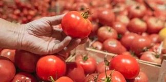 Ko ne bi trebao jesti paradajz?