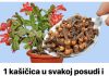 Dodajte 1 čajnu žličicu u svaku posudu i vaše će se cvijeće transformirati: čudo koje održava moj kaktus cvjetanjem do maja
