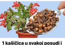 Dodajte 1 čajnu žličicu u svaku posudu i vaše će se cvijeće transformirati: čudo koje održava moj kaktus cvjetanjem do maja