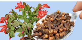 Dodajte 1 čajnu žličicu u svaku posudu i vaše će se cvijeće transformirati: čudo koje održava moj kaktus cvjetanjem do maja