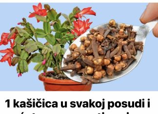 Dodajte 1 čajnu žličicu u svaku posudu i vaše će se cvijeće transformirati: čudo koje održava moj kaktus cvjetanjem do maja