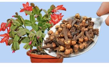 Dodajte 1 čajnu žličicu u svaku posudu i vaše će se cvijeće transformirati: čudo koje održava moj kaktus cvjetanjem do maja