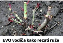 Evo korisnog vodiča za obrezivanje ruža na kraju sezone: