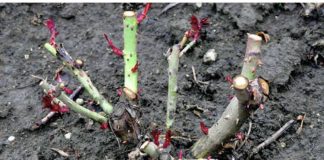 Evo korisnog vodiča za obrezivanje ruža na kraju sezone: