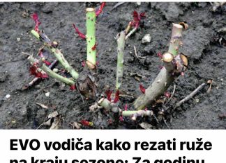 Evo korisnog vodiča za obrezivanje ruža na kraju sezone: