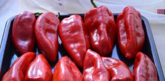 ISCURIO RECEPT STAR 73 GODINE: Ovako se prave najbolje pečene paprike sa juga Srbije, stigle direktno iz Vranja