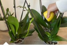 URADITE OVO ORHIDEJAMA I NOVE GRANE I LISTOVI ĆE KRENUTI: