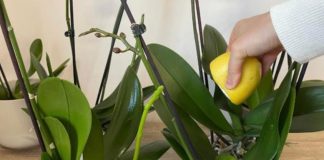 URADITE OVO ORHIDEJAMA I NOVE GRANE I LISTOVI ĆE KRENUTI: