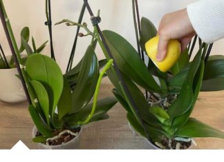 URADITE OVO ORHIDEJAMA I NOVE GRANE I LISTOVI ĆE KRENUTI: