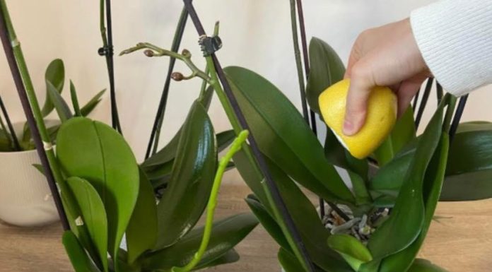 URADITE OVO ORHIDEJAMA I NOVE GRANE I LISTOVI ĆE KRENUTI: