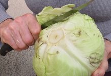 U švicarskim bolnicama koristi se kao oblik liječenja: Koje dobrobiti može pružiti jedan list kupusa…