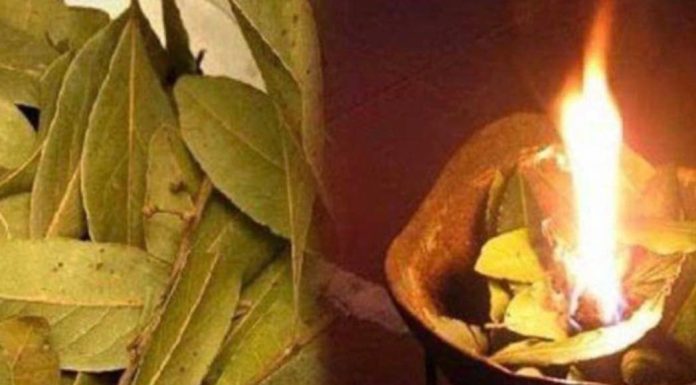 KADA SE STVARI KRENE PREOKRET: Zapalite lovorov list u prostoru i nakon KRATKOG VREMENA promatrajte efekte.