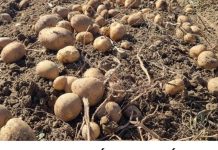 UBACITE JEDNU VOĆKU U VREĆU SA KROMPIROM I SPRIJEČITE KLIJANJE