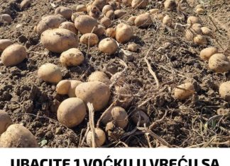 UBACITE JEDNU VOĆKU U VREĆU SA KROMPIROM I SPRIJEČITE KLIJANJE