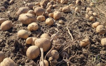 UBACITE JEDNU VOĆKU U VREĆU SA KROMPIROM I SPRIJEČITE KLIJANJE