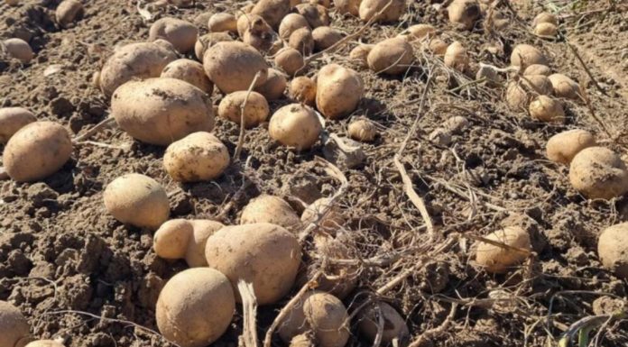 UBACITE JEDNU VOĆKU U VREĆU SA KROMPIROM I SPRIJEČITE KLIJANJE