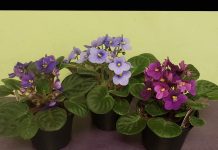 ŽENA OTKRILA TRIK ZLATA VRIJEDAN: Evo kako da vam LJUBIČICE stalno izbacuju raskošne cvjetove, EVO U ČEMU JE TAJNA