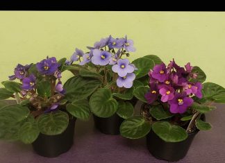 ŽENA OTKRILA TRIK ZLATA VRIJEDAN: Evo kako da vam LJUBIČICE stalno izbacuju raskošne cvjetove, EVO U ČEMU JE TAJNA