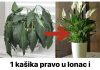 1 kašika pravo u lonac i Spathiphyllum ponovo prelijepo cvjeta: EVO recepta koji ga je spasio!