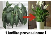 1 kašika pravo u lonac i Spathiphyllum ponovo prelijepo cvjeta: EVO recepta koji ga je spasio!
