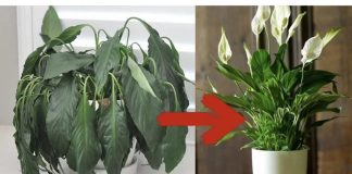 1 kašika pravo u lonac i Spathiphyllum ponovo prelijepo cvjeta: EVO recepta koji ga je spasio!