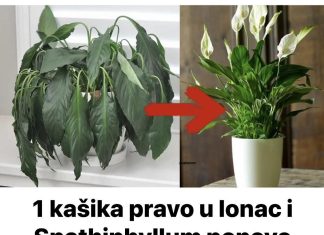 1 kašika pravo u lonac i Spathiphyllum ponovo prelijepo cvjeta: EVO recepta koji ga je spasio!