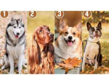 Koji pas prikazan na slici vam se najviše sviđa?