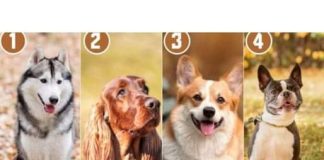 Koji pas prikazan na slici vam se najviše sviđa?