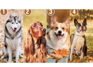 Koji pas prikazan na slici vam se najviše sviđa?