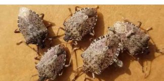 Ova metoda će vam pomoći u trajnom uklanjanju smrdibuba iz vašeg doma: jednostavno slijedite ove korake!