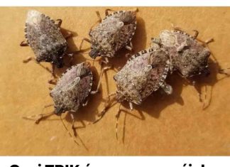 Ova metoda će vam pomoći u trajnom uklanjanju smrdibuba iz vašeg doma: jednostavno slijedite ove korake!