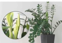 Potrebno je samo 3 supene kašike i zamiokulkas će poslati PUNO novih listova!