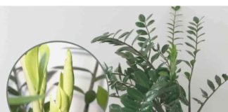 Potrebno je samo 3 supene kašike i zamiokulkas će poslati PUNO novih listova!