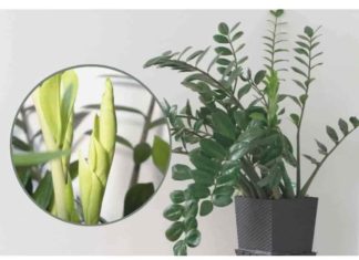 Potrebno je samo 3 supene kašike i zamiokulkas će poslati PUNO novih listova!