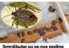 Smrdibube su se 0ve godine namnožile i svuda su: Savršen TRIK da ih se riješite u stanu, na balkonu i na terasi!