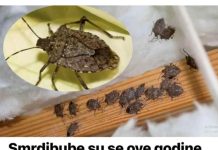 Smrdibube su se 0ve godine namnožile i svuda su: Savršen TRIK da ih se riješite u stanu, na balkonu i na terasi!