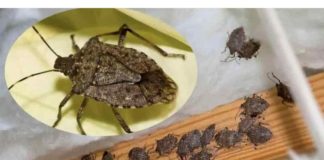 Smrdibube su se 0ve godine namnožile i svuda su: Savršen TRIK da ih se riješite u stanu, na balkonu i na terasi!