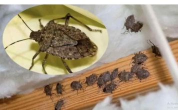 Smrdibube su se 0ve godine namnožile i svuda su: Savršen TRIK da ih se riješite u stanu, na balkonu i na terasi!