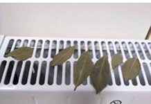 Moja baka stavi lovorov list na radijator u spavaćoj sobi, jer se vjeruje da rješava ovaj problem u kućanstvu.